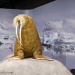 Museum der Natur Hamburg - Eintritt frei!